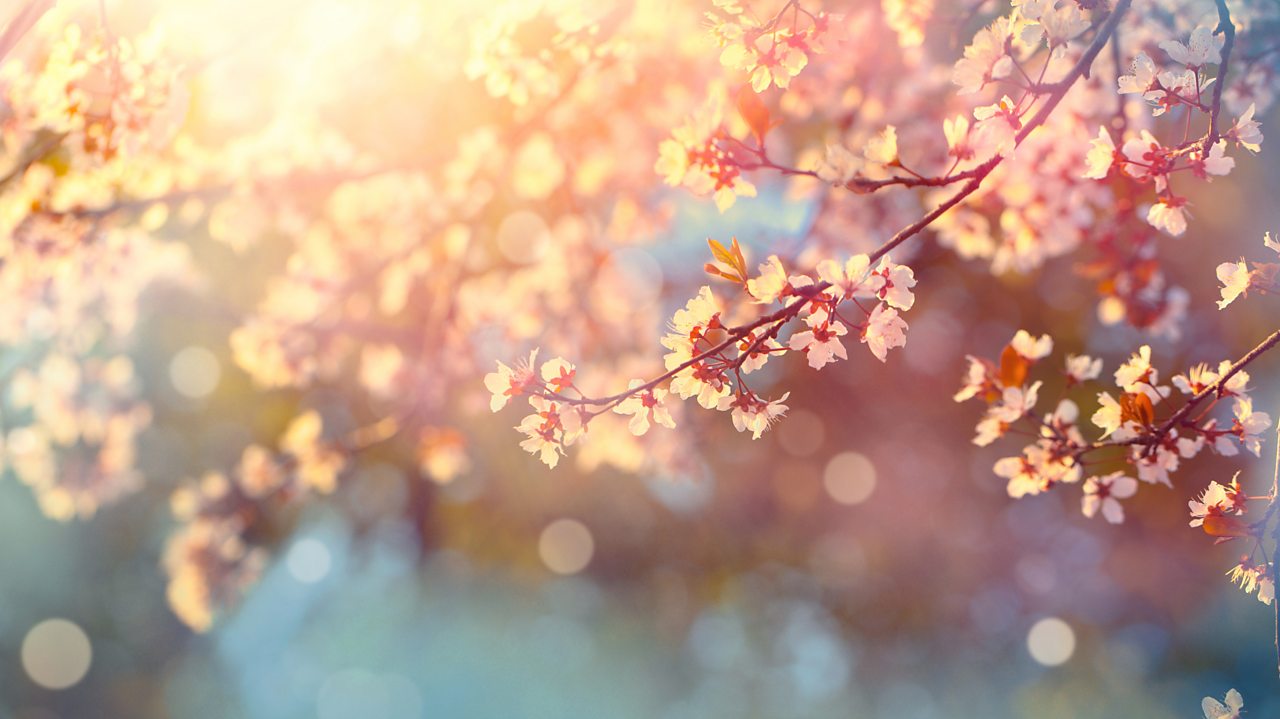 Bridge: Enter Spring