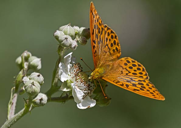Silver-washed fritillary by Peter Warne