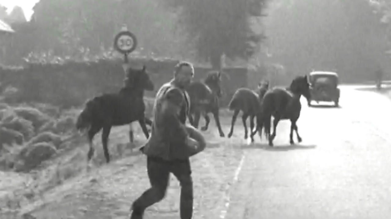 New Forest Wild Pony Round-Up, 1951