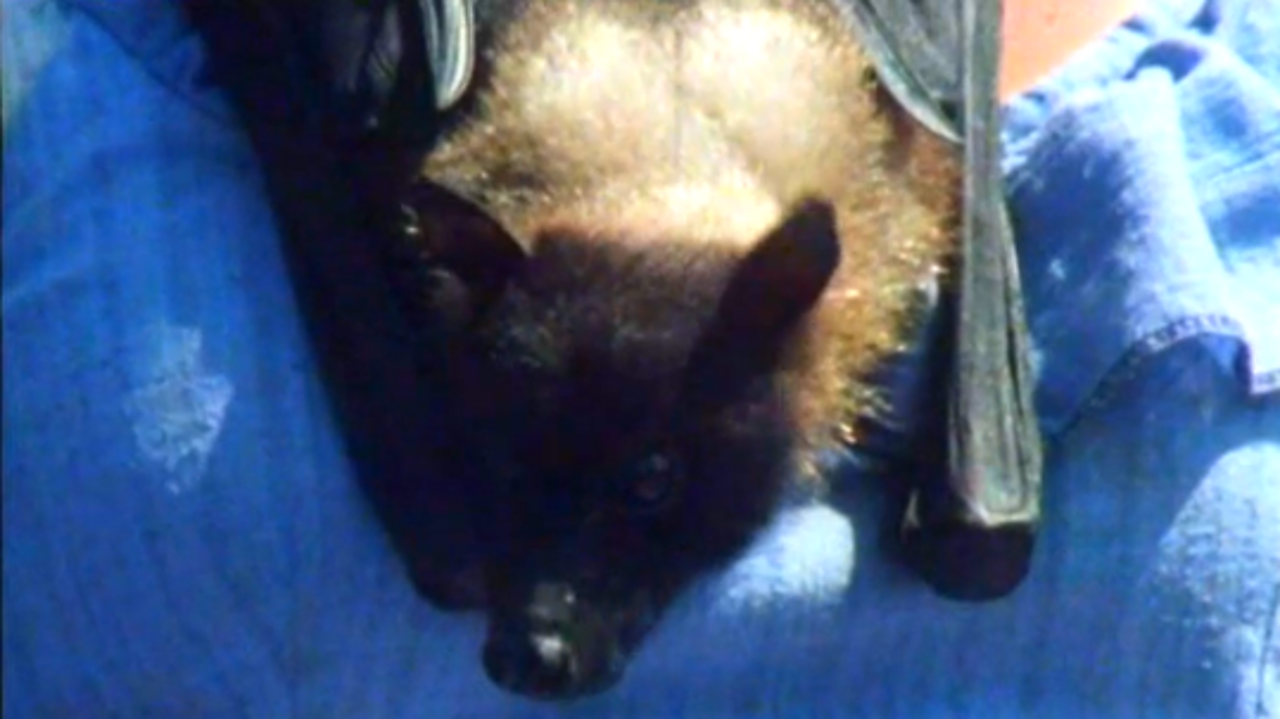 Balls the fruit bat, 1982