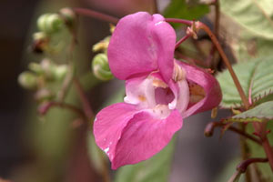 Himalayan balsam