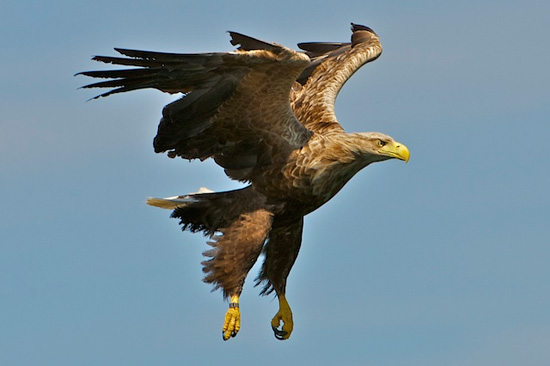 White tailed sea eagle