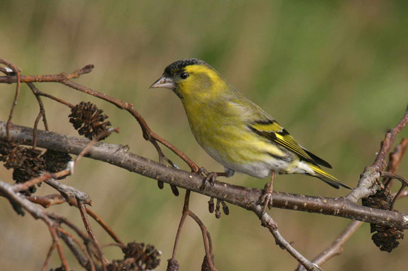 siskin