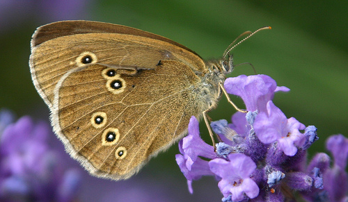 Ringlet © Sarah Spink