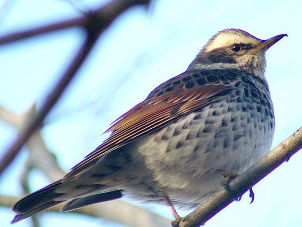 Dusky thrush copyright NIMSoffice