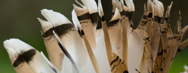 Fergus the Great Bustard