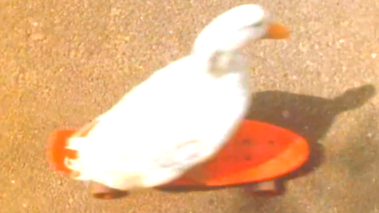 Herbie the skateboarding duck, 1978