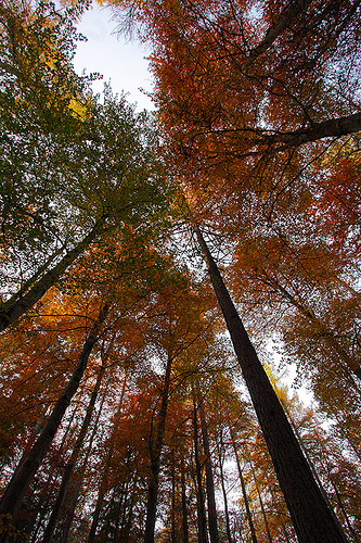 Trees reaching up to the canopy by Chris Sharratt