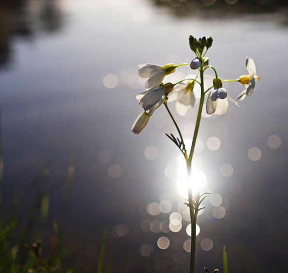 Flowers and bokeh: 