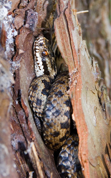 Adder by Christopher Hammond