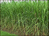 Sugar Cane Field