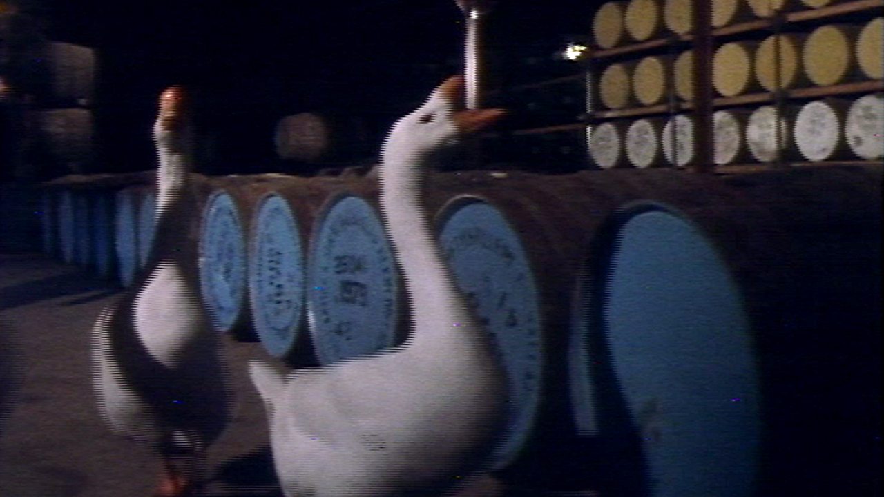 Guard geese, 1979