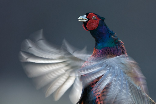 pheasant by john mactavish