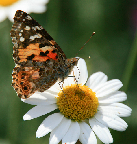 Painted lady © Eiona Roberts
