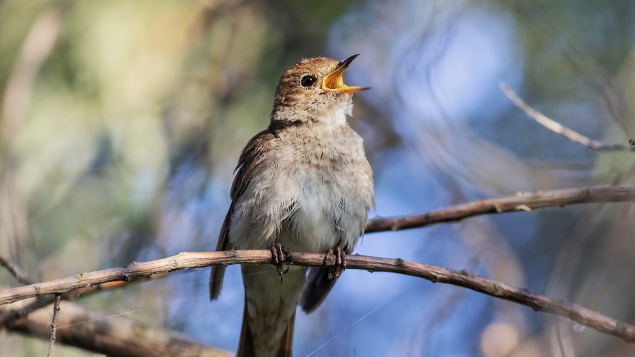 Brahms: 4 Songs, Op 46 (iv. An die Nachtigall)