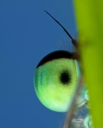 eye3