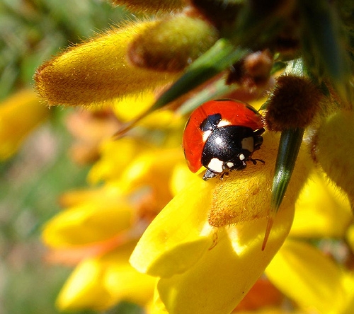 Oh ladybird by Freshclaw