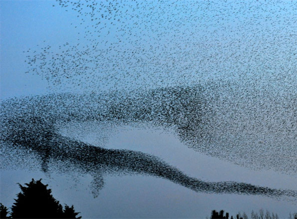 Murmuration near Gretna by Jim Duncan