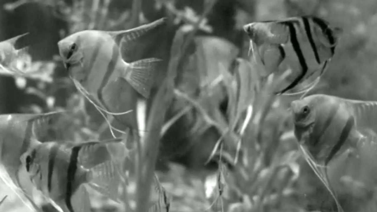 Angel fish interlude, 1953