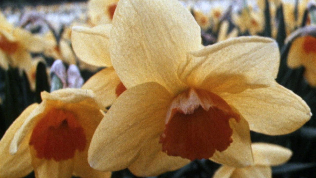 Daffodil breeder, 1973