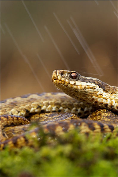 Adder by Jamie Hall