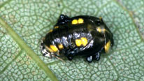 Orange ladybird pupa, courtesy Mike Majerus