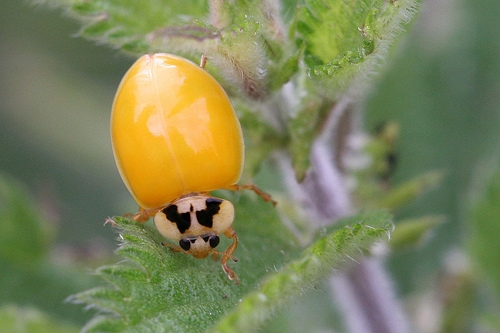 Yellow ladybird by Margaret the Novice