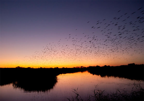 Starling surge by Neil Parker