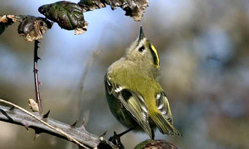 Goldrest copyright Stephen North