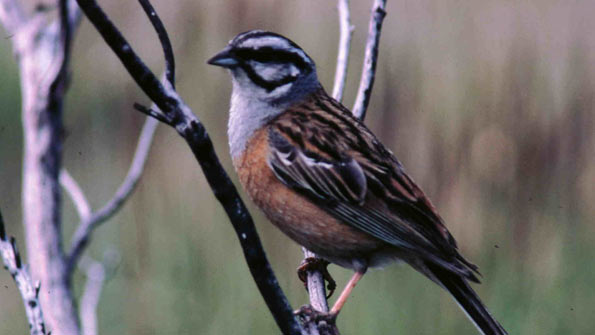 rock bunting copyright Kevin Carlson/BTO