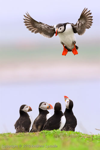 puffins-andrew-sproule.jpg