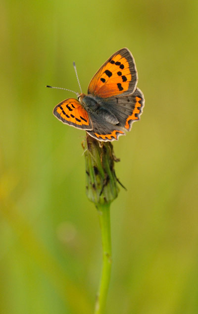 small copper butterfly by Amy Lewis