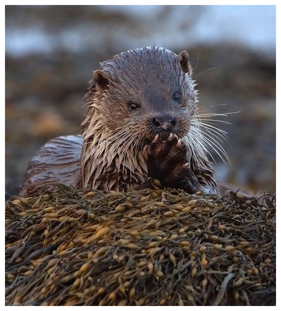otter