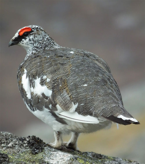 Ptarmigan by Derbyshire Harrier