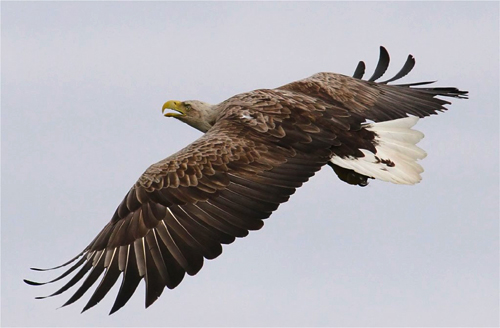 Sea eagle by Iain Erskine