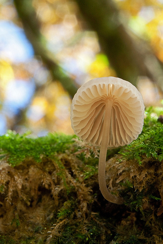 Mushroom macro amongst moss by Steven Murray