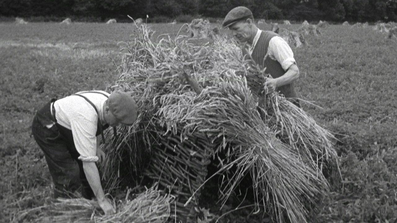 Make hay while the sun shines, 1951