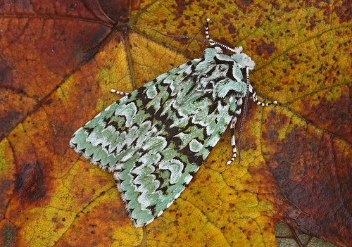 Green, black and white moth on leaf by Peter Maton