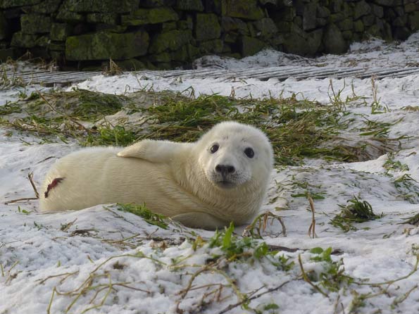 Farne Island grey seal pup