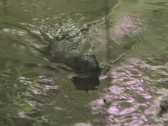 Mink crossing towards the nest