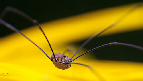 Harvestman spider by christine hall