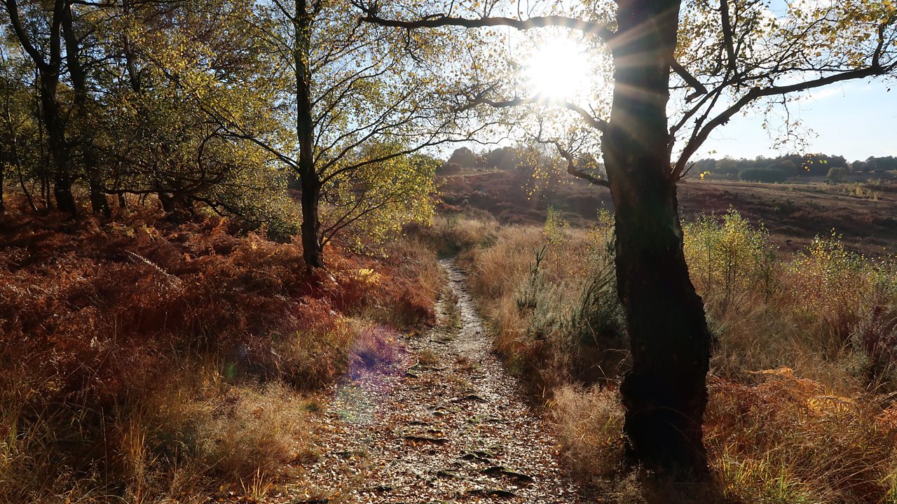 Mozart: Symphony No. 29 in A major, K 201