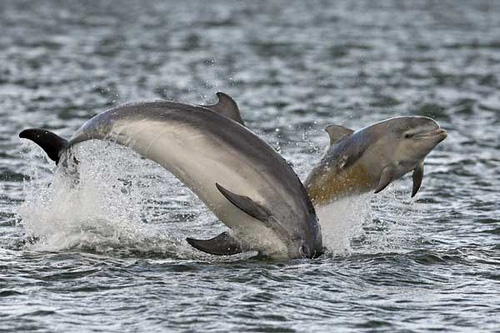 Dolphins breaching © James Moore