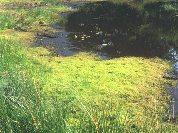 New Zealand Pygmyweed Crassula helmsii