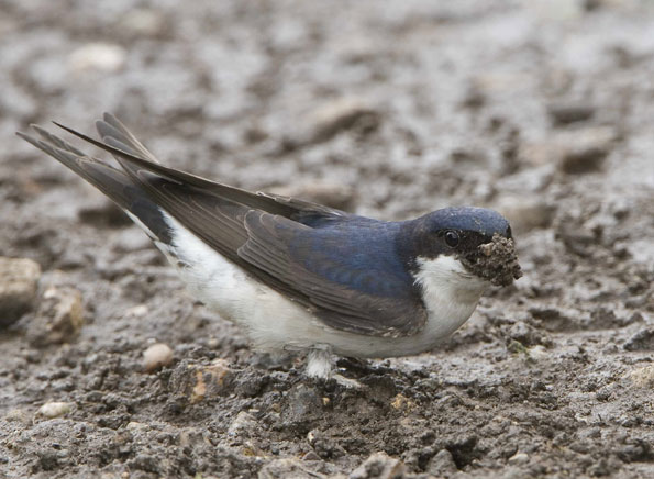House martin copyright John Harding/BTO
