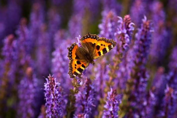 Small tortoiseshell by Mark Harrop
