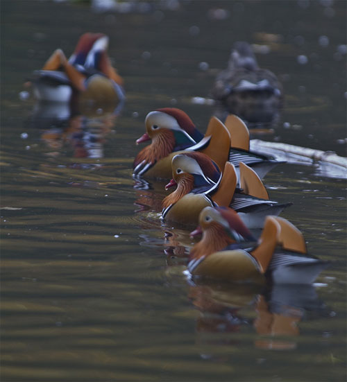 Mandarin ducks by Ian Wood