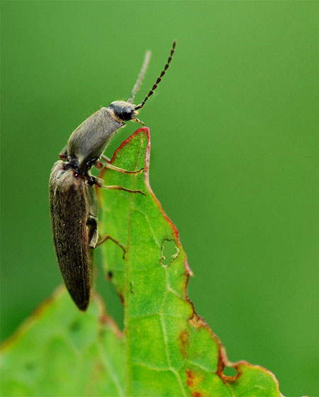 Click beetle by Erica Prothero