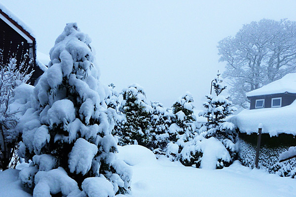 Today (6 December 2010) in Balerno - our back garden
