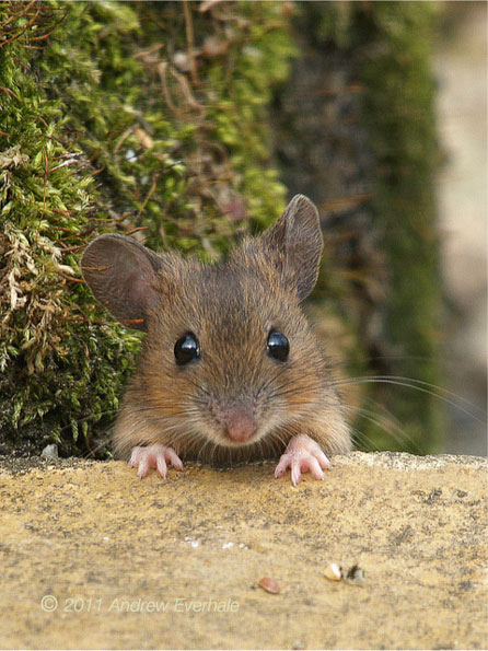 Wood mouse by Andrew Everhale